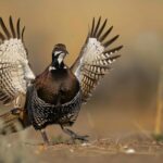 Goose Hunting Services